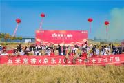 2026年五常大米开镰：产量将突破80万吨 特等五常大米预订量增长300%